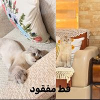 فقدان قطه في منطقة اليرموك