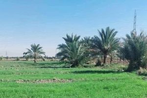 آخر 4 دوانم بلأرض وسعرهن كلهن ب 32